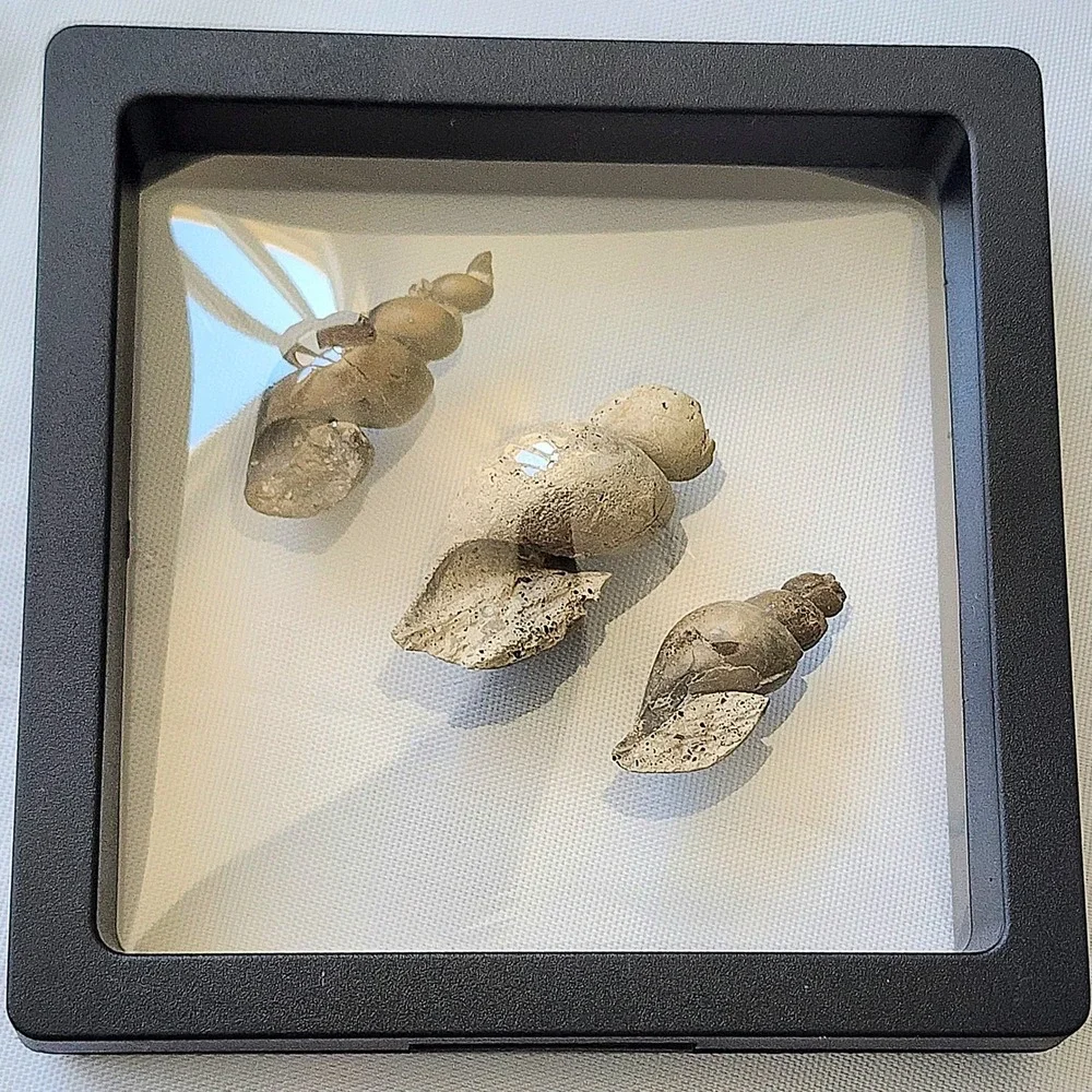 Fossilized Sea Snails Displayed in Shadow Box Natural‎ History Specimen
